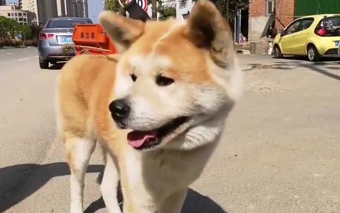 秋田犬