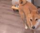 柴犬(西巴犬、日本犬)