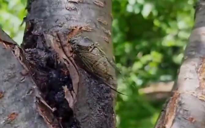蝉