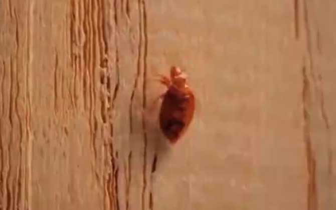 臭虫