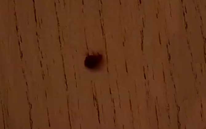 臭虫怎么来的？