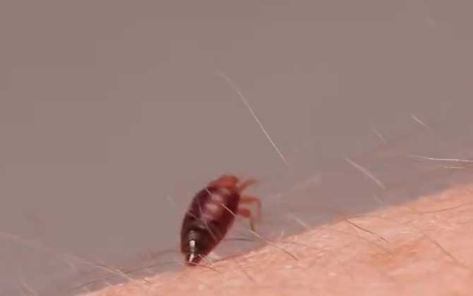 吸血臭虫
