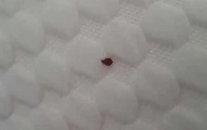 吸血臭虫