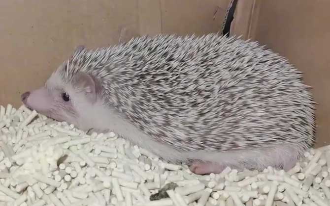非洲迷你刺猬