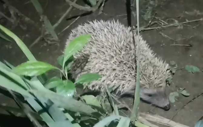 刺猬