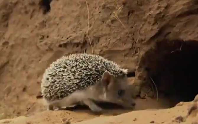 刺猬