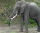大象寿命能活多少年？