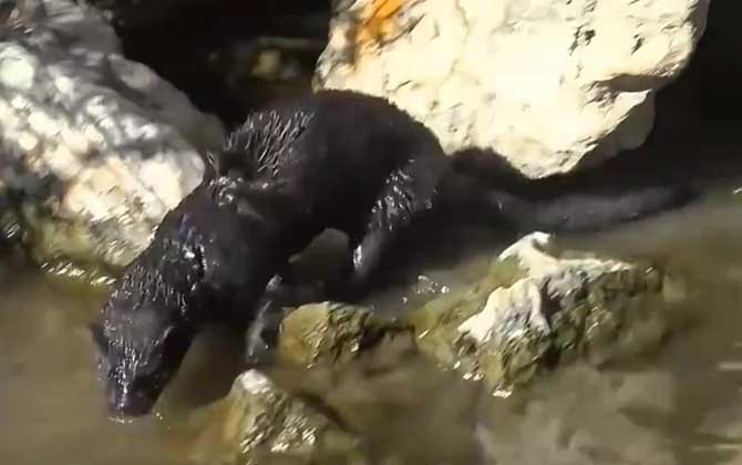 水貂