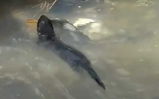水貂