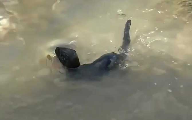 水貂