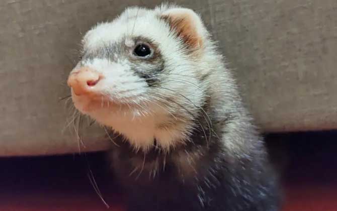 宠物貂