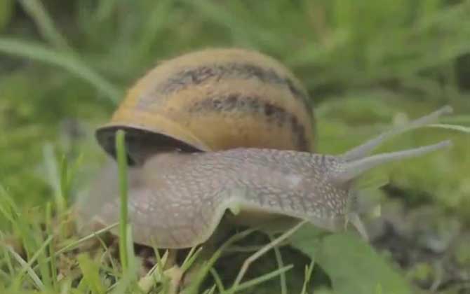 蜗牛