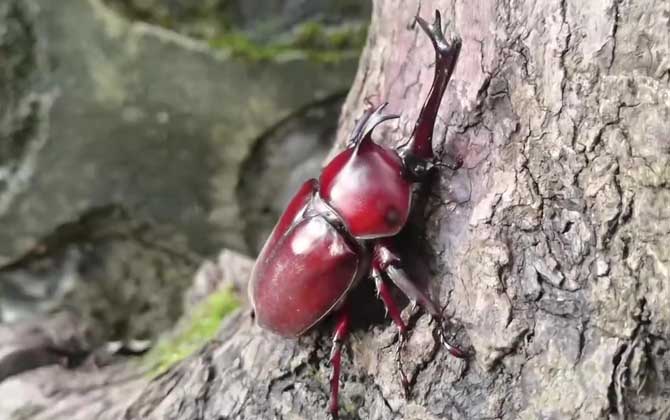 独角仙