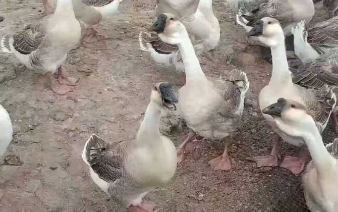 狮头鹅