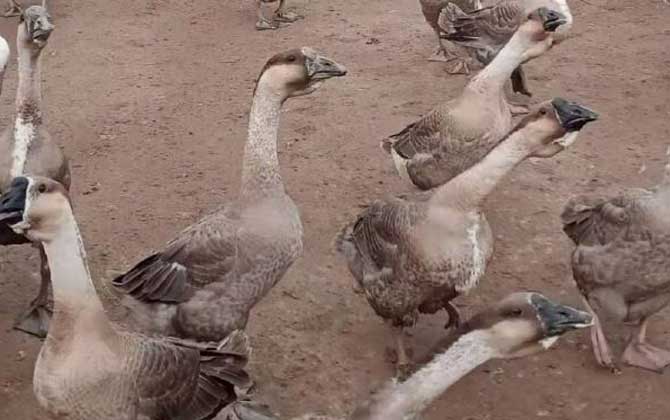 鹅