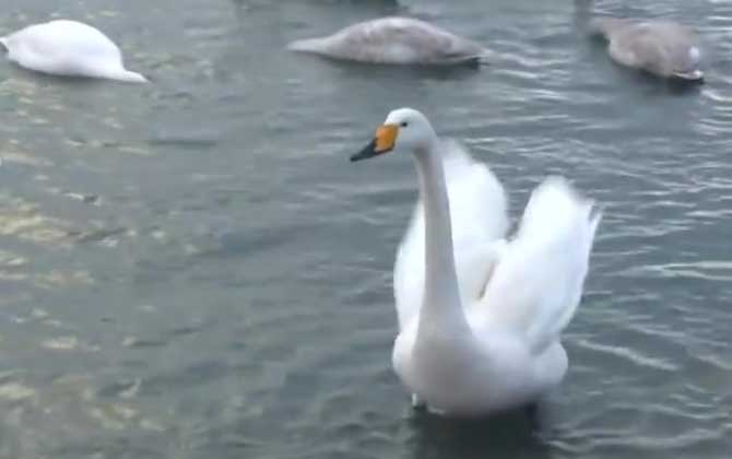 小天鹅