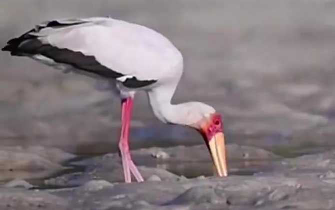鹳