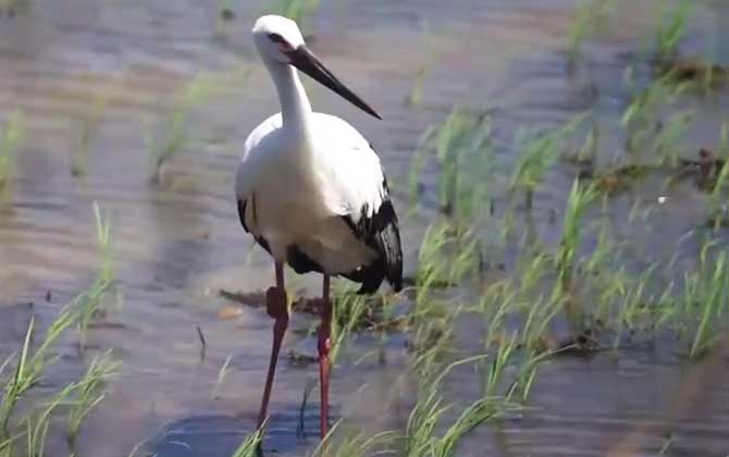 鹳