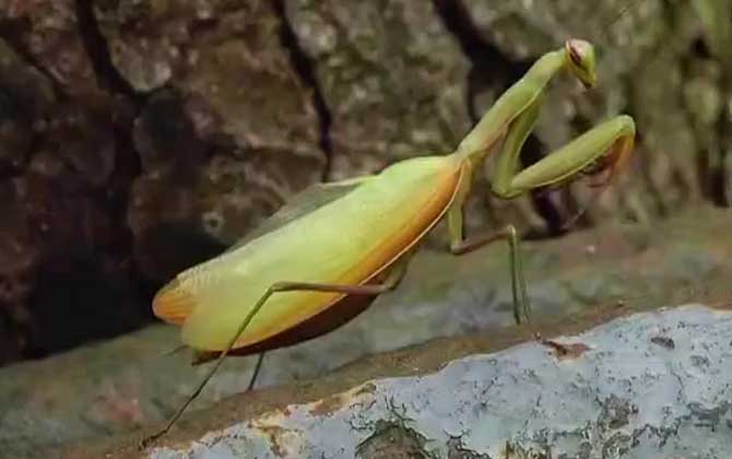 螳螂