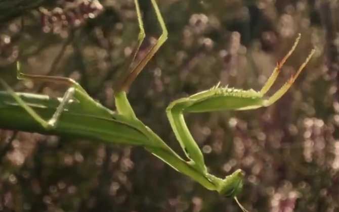 螳螂