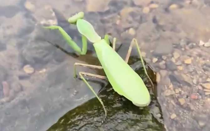 螳螂