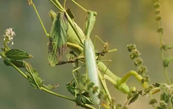 螳螂