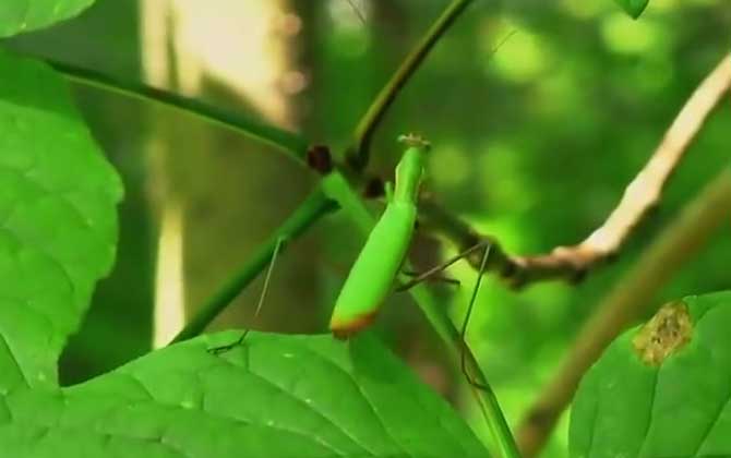 螳螂