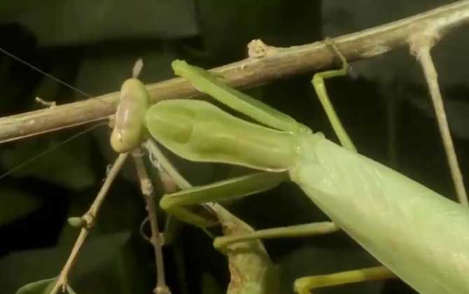 螳螂