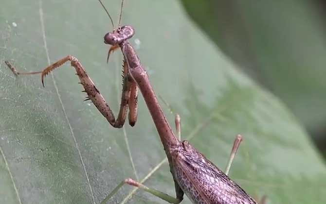 螳螂