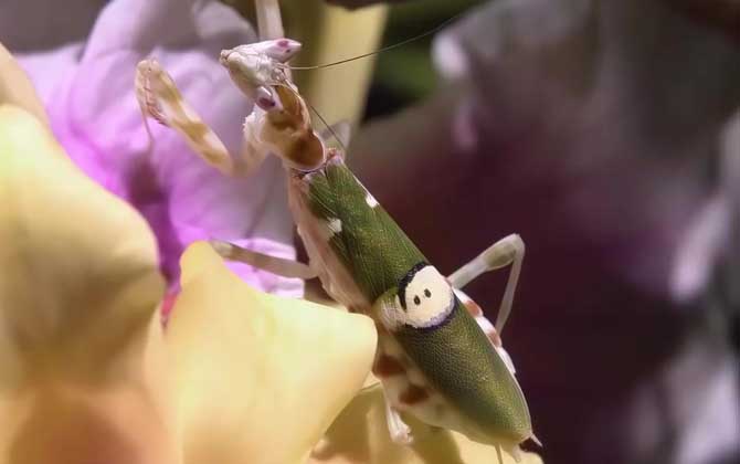 螳螂
