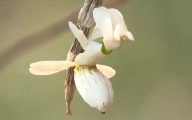 兰花螳螂