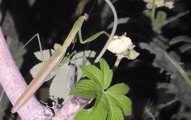狭翅大刀螳