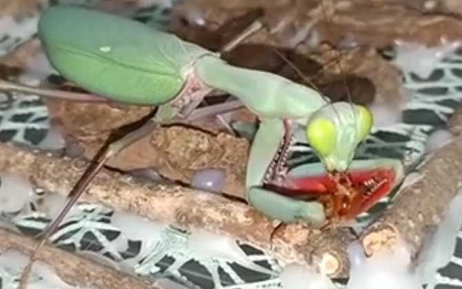 澳洲斧螳