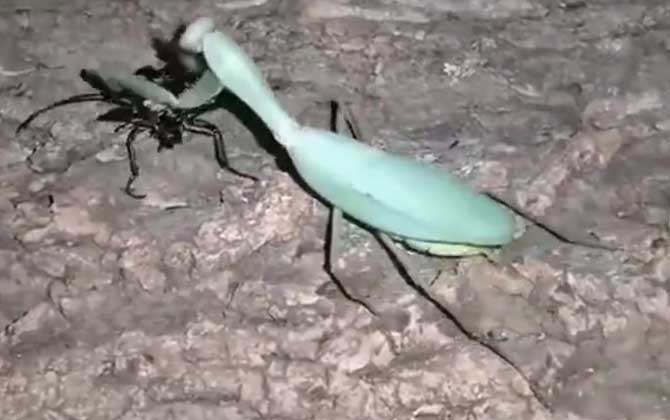 墨盖拉菱背螳