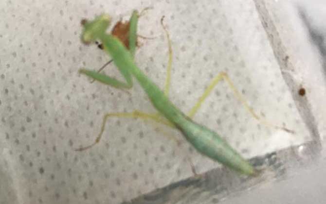 透翅大广额螳
