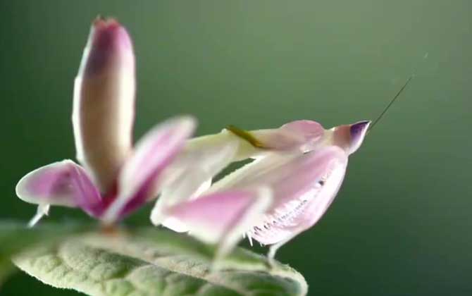 花螳螂