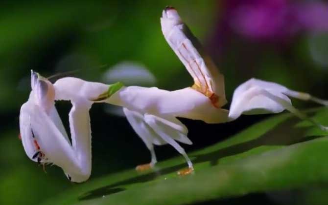 花螳螂