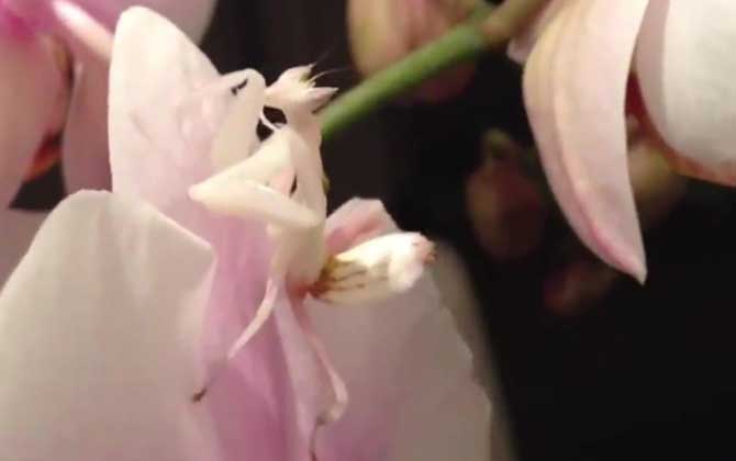 兰花螳螂