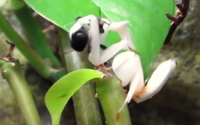 兰花螳螂