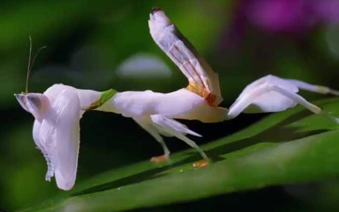 兰花螳螂