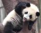 大熊猫属于什么科的动物？