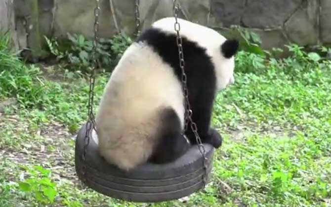 大熊猫
