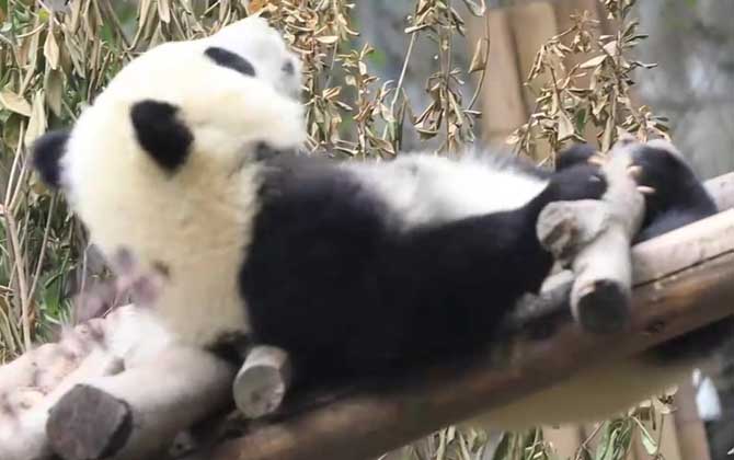 大熊猫