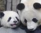 大熊猫的祖先是谁？