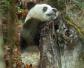 大熊猫的天敌是谁？