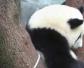 大熊猫生活在什么地方？