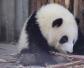 大熊猫只有中国有吗？