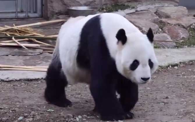 大熊猫