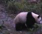 大熊猫的尾巴是什么颜色？