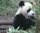 大熊猫为什么是黑白色？